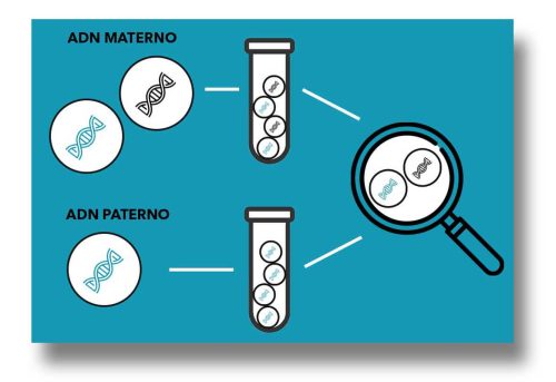 ADN-MATERNO-Y-PATERNO-CON-SOMBREADO